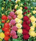 Hollyhock ‘Summer Carnival Mix’ - 50 Seeds - Flowers