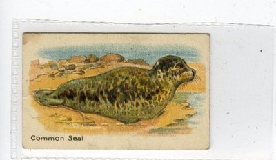 (Jd6727) HUSTLER, ANIMALS 1ST,COMMON SEAL,1925,#8