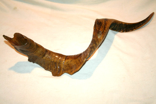VINTAGE TAXIDERMY RAM'S HORN SHOFAR RARE GOAT OUTSIDER ARTIST JR CHARLIE WORSHIP
