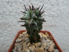 EUPHORBIA HORRIDA MONSTROSUS, shown in 5cm pot, lovely, healthy succulent