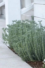 Blue Spruce Sedum Stonecrop 4" Bare Root Plant Erosion Control Cold Hardy 