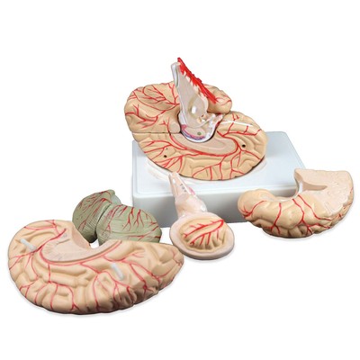 Vision Scientific VAB443 Life Size Human Brain with Arteries - 9 Parts | Show...