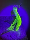Huge Murano Italian Glass Uranium Vaseline Glass Duck Figurine! 9+ Inches tall!!