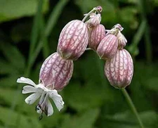 50 Bladder Campion Seeds to Plant Silene vulgaris