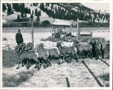 1964 Sheep Desert Big Horn Snow Covered Mountains Trees Animals 8X10 Press Photo
