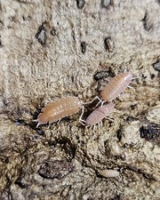 Orange Powder Isopods   Porcellionides pruinosus   20 Count