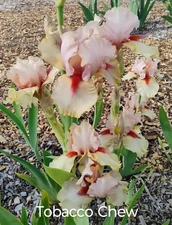 Tall Bearded Iris Rhizome ~ "TOBACCO CHEW" ~ Fresh and Healthy
