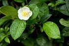 Camellia sinensis Darjeeling, Tea Plant - 5 Sementes