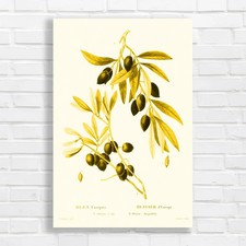 Olive Branch Botanical Yellow Canvas Print Large Picture Wall Art