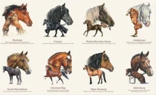 23" X 44" Panel Horse Breeds Horses Equestrian Cotton Fabric Panel (D474.71)