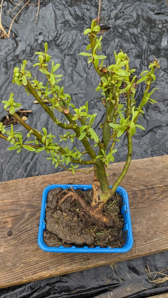 Pre Bonsai  Willow,  Corkscrew Willow, Bonsai Willow-  Salix- Grow Your Own - Image 3 of 4
