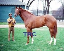 SECRETARIAT & EDDIE SWEAT - ORIGINAL 1972 BELMONT PARK  8X10 CONFORMATION PHOTO!