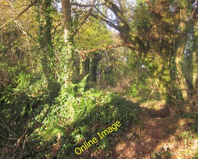 Photo 6x4 Polbathic Wood St Germans A path wanders off into the wood. Thi c2013