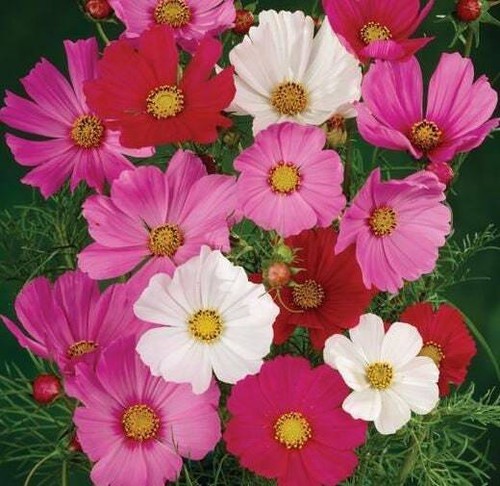 Cosmos Sensational Flower Mix - Seeds - Organic - Non Gmo - Heirloom