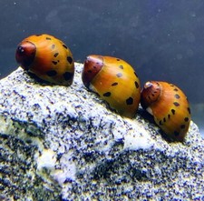 3 Tiger Nerite Snails Neritina semiconica Live Freshwater Snail Plants