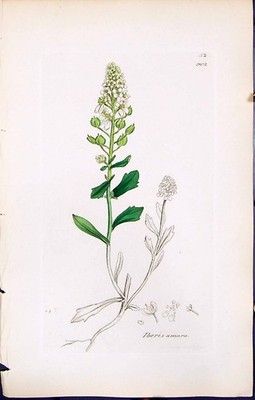 Antiker Druck Britische Pflanzen Botanik 1847 Sowerby Smith Farbe Iberis Amara 19.