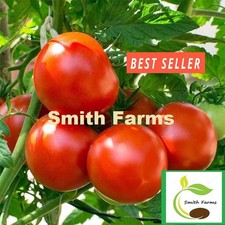 50 Seeds Oregon 11 Tomato Easy to Grow Vegetable Garden Planting