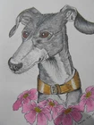 Original Signed Watercolour And Ink Greyhound  Lurcher Painting Dog  Art