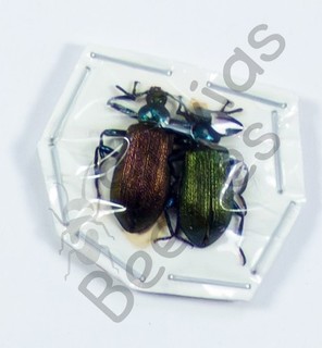 BEETLES (261390) Carabidae Calosoma sp. Angola