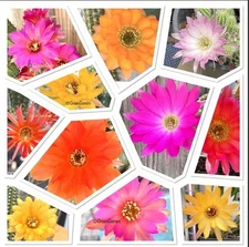 6 Assorted Mixed Colors Chamaecereus Offset Peanut Cactus Succulents