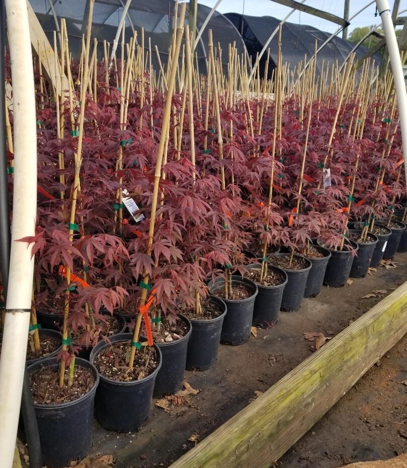 Fireglow Upright Red Japanese Maple - Live Plant - ( 2.5 QT ) | eBay