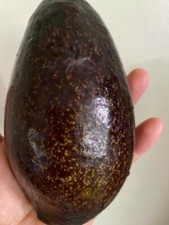 Aguacate Blas tipo una flor variedad rara de aguacate negro - 2 semillas - fácil de cultivar