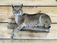 Beautiful North American bobcat mount.No reserve .Very Large!
