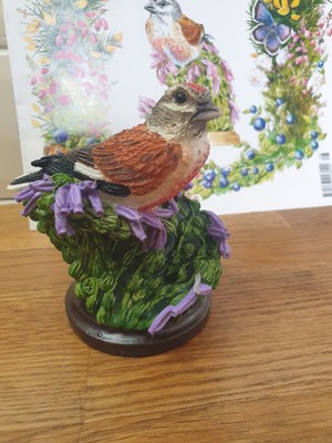 The Linnet No 28 von Andy Pearce Inc Magazin nie ausgestellt nur gesammelt