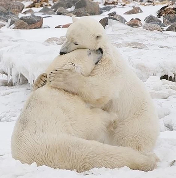 Bebé Dinamarca Sur oeste Polar Bear Hug T Shirt Grizzly Black Teddy Pooh Huggy Bear Cub Animal Hugger Tee | eBay Bebé Dinamarca Sur oeste Polar Bear Hug T Shirt Grizzly Black Teddy Pooh Huggy Bear Cub Animal Hugger Tee | eBay