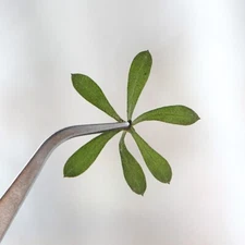 M&T 12PCS Real Pressed grass flower, floral supply leaves for art craft FSS67