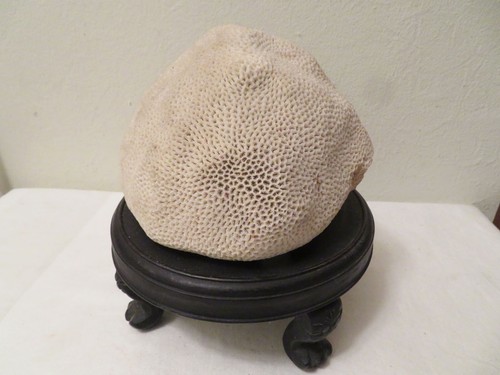 Vintage Large Brain Coral w Footed Dark Wood Stand - Picture 4 of 8