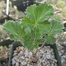 Pelargonium crassicaule cactus Cacti Succulent real live plant