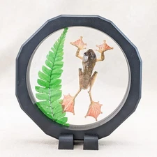 Harlequin Panther Gliding Tree Frog Floating Display Taxidermy Amphibian