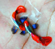 10 Platinum Red Tail Dumbo Big-Ear Koi Guppy Live Freshwater Fish