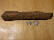 Potomac Bark Style Driftwood Aquarium Reptile Decor Insect Taxidermy 2024-004