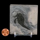 Foto 3 di 8