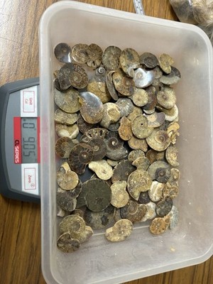 Ammonite Fossil Massive Estate Lot Polished Face
