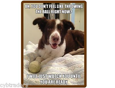   Funny Dog Border Collie Ball Throw  Refrigerator / Tool Box  Magnet
