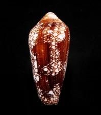 SEASHELL - Darioconus magnificus - W/O, SELECTED, 63MM, VIETNAM