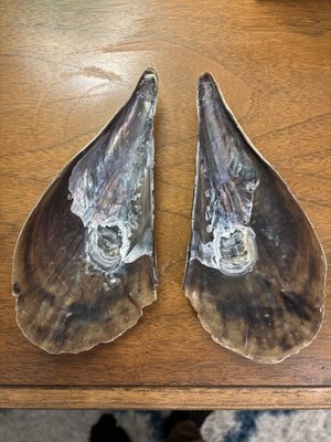 Sanibel Island - Shell Great For Crafters & Collectors!!