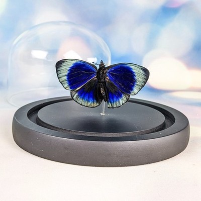 Blue Glory Butterfly Glass Dome display Oddities Entomology Taxidermy specimen