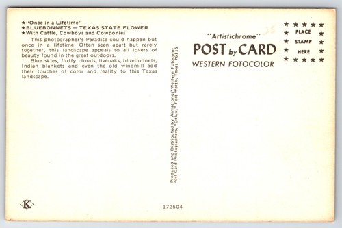 Postcard Cattle Cowboys and Cowponies Among Bluebonnets Texas Once in a Lifetime - Picture 2 of 2