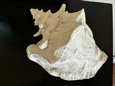 House Parts Inc Hand Cast Large Conch Shell 8” White Coastal Nautical Atlanta