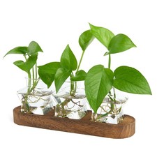 Plant Propagation Station with Wooden Stand  Air Plant Terrarium Starter Kits ...