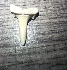 Tiger Shark Tooth 
