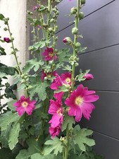 50 graines de roses trémières TEINTE ROSÉE BIO