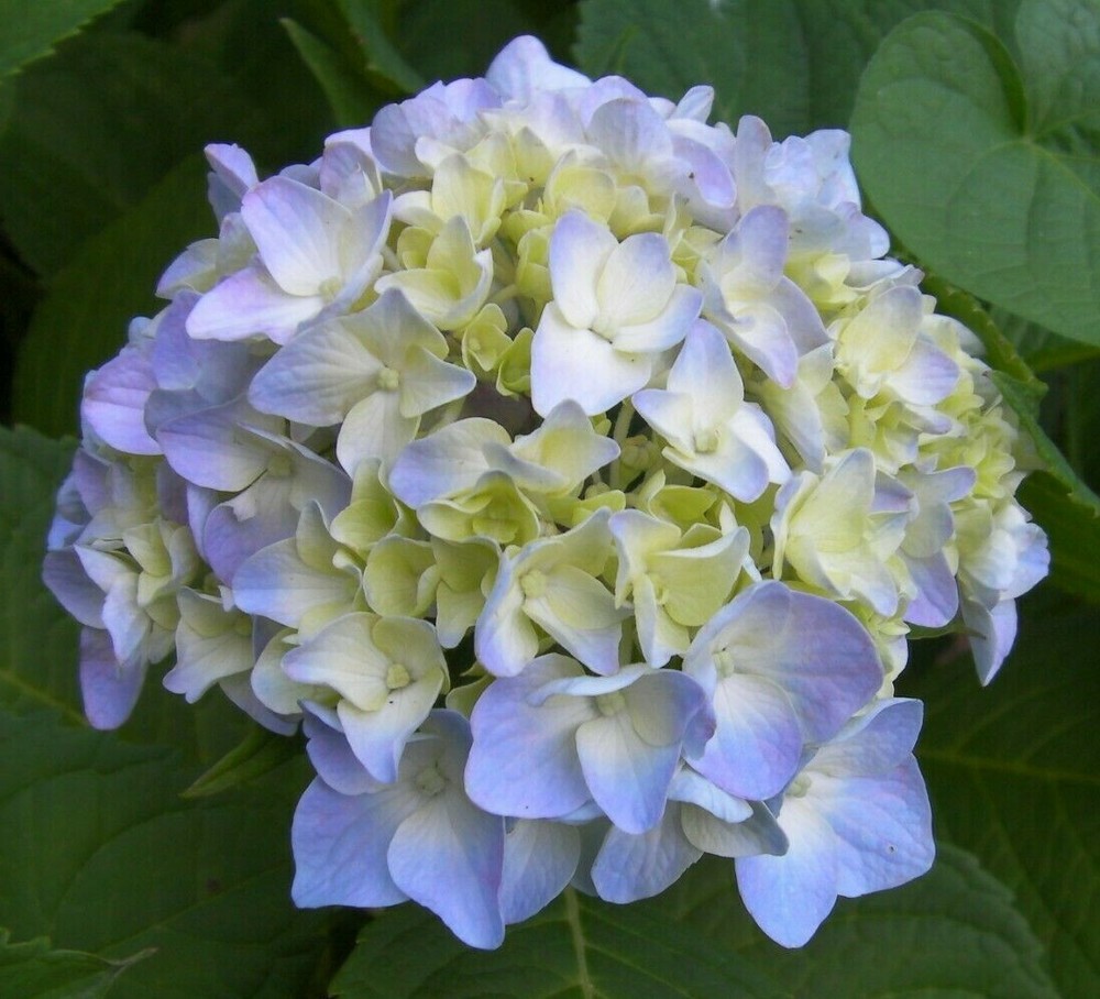 Nikko Blue Hydrangea bush 4+2 fresh unrooted cuttings  