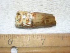 Dinosaur fossil tooth Spinosaurus Cretaceous Era bigger 1.5 inch long Z88