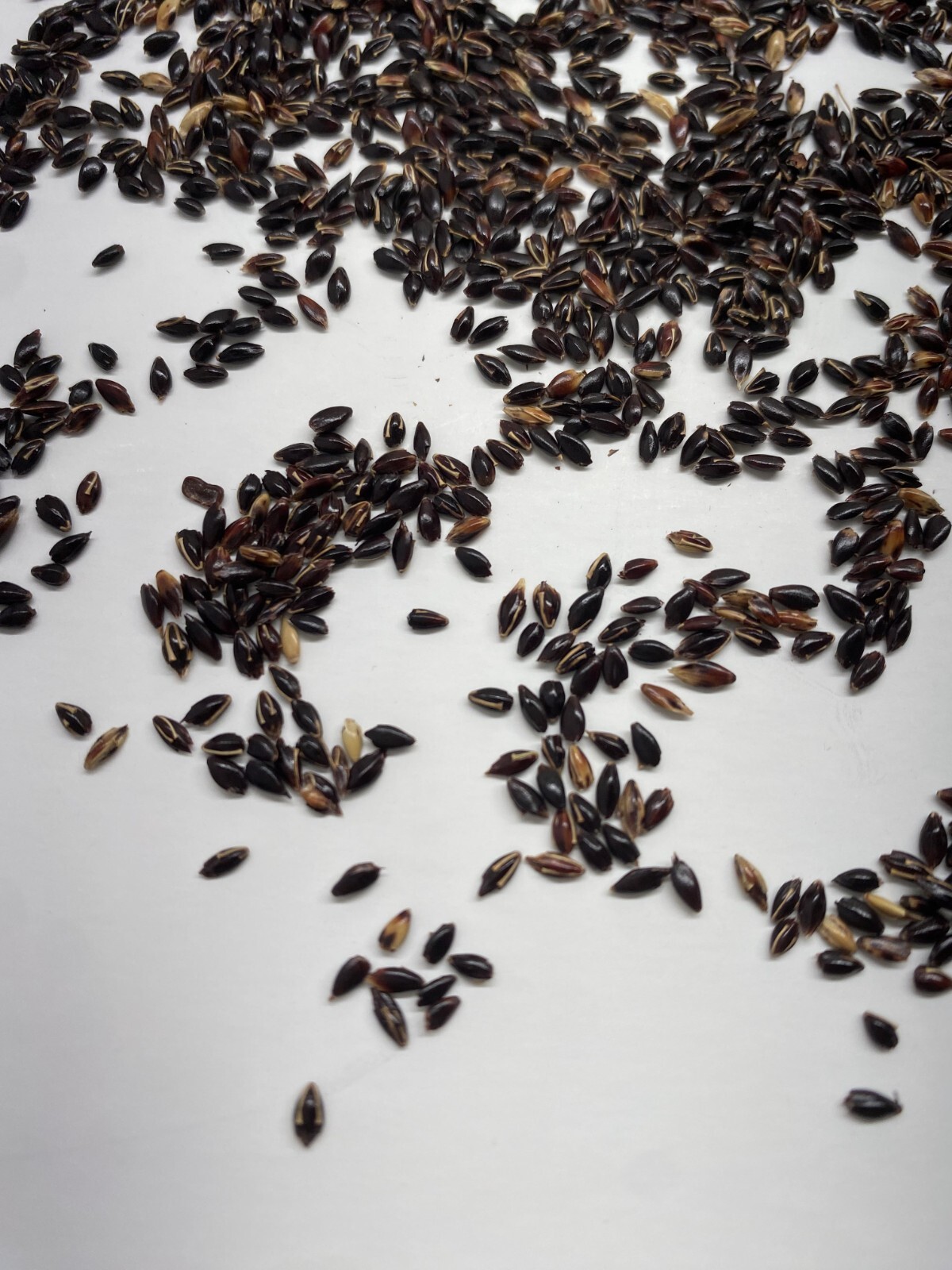 Premium Elephant Grass Seeds, 100 seeds - Tallest Grass in The World!