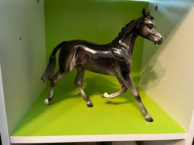 Peter Stone DAH ''Baby Black'' FCM GLOSSY Yearling (January 2026)